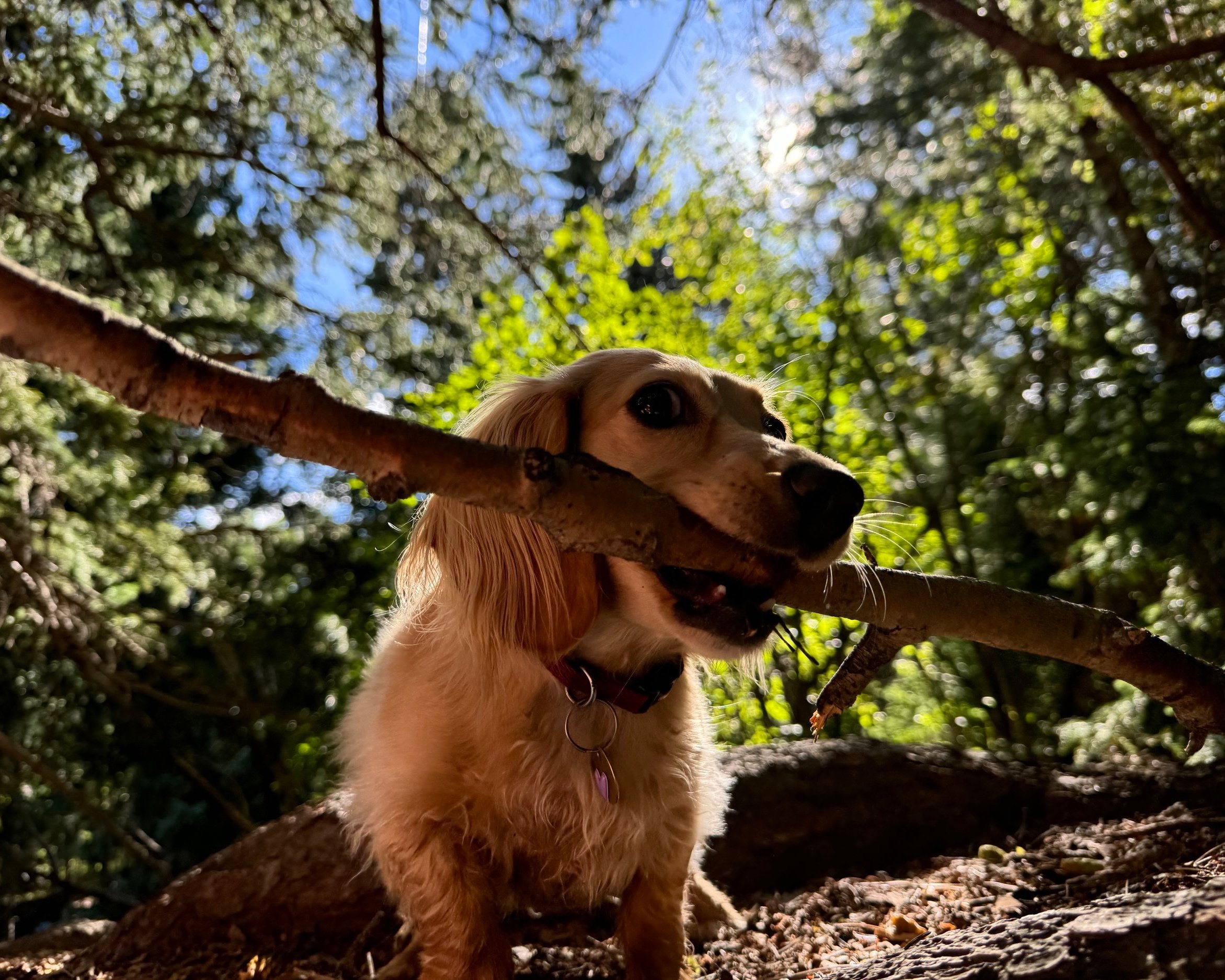 Darcy, therapy dog and miniature dachshund